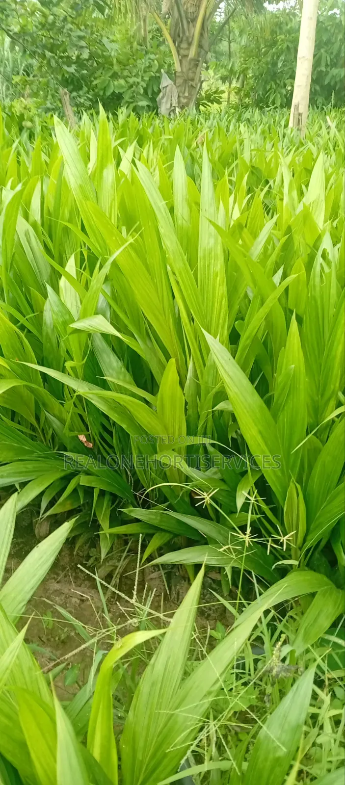Hybrid Oil Palm Seedlings (Tenera, Supergene)