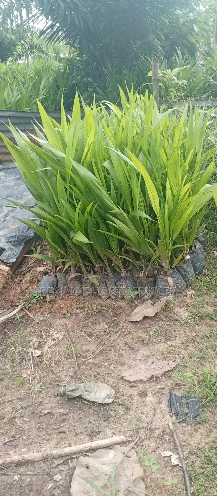 Hybrid Oil Palm Seedlings (Tenera, Supergene)