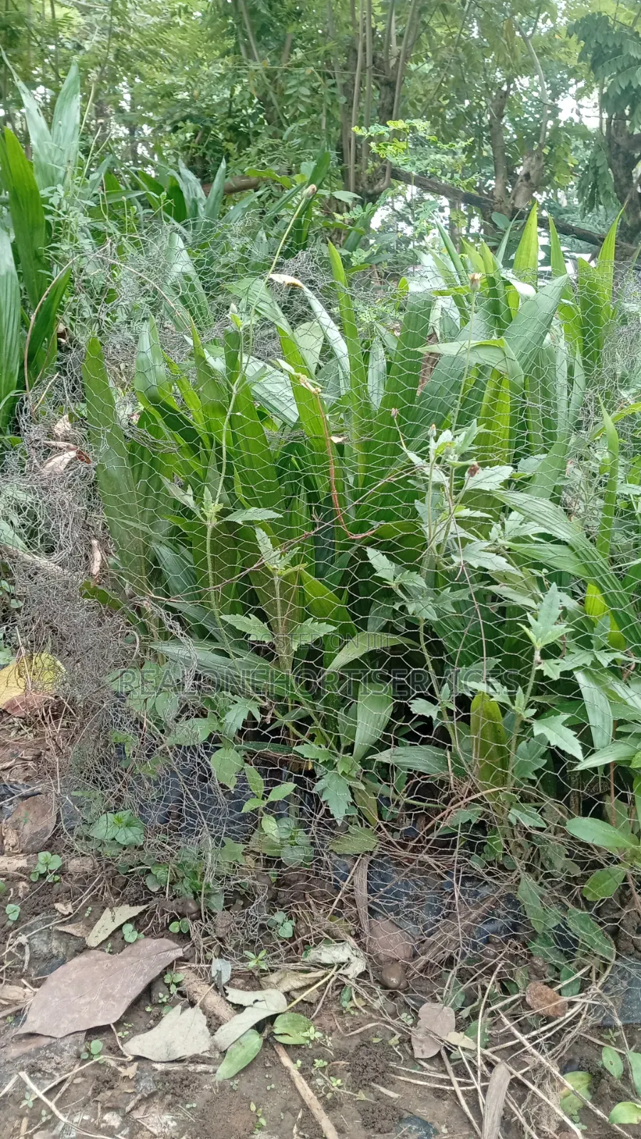 Hybrid Tenera Oil Palm Seedlings