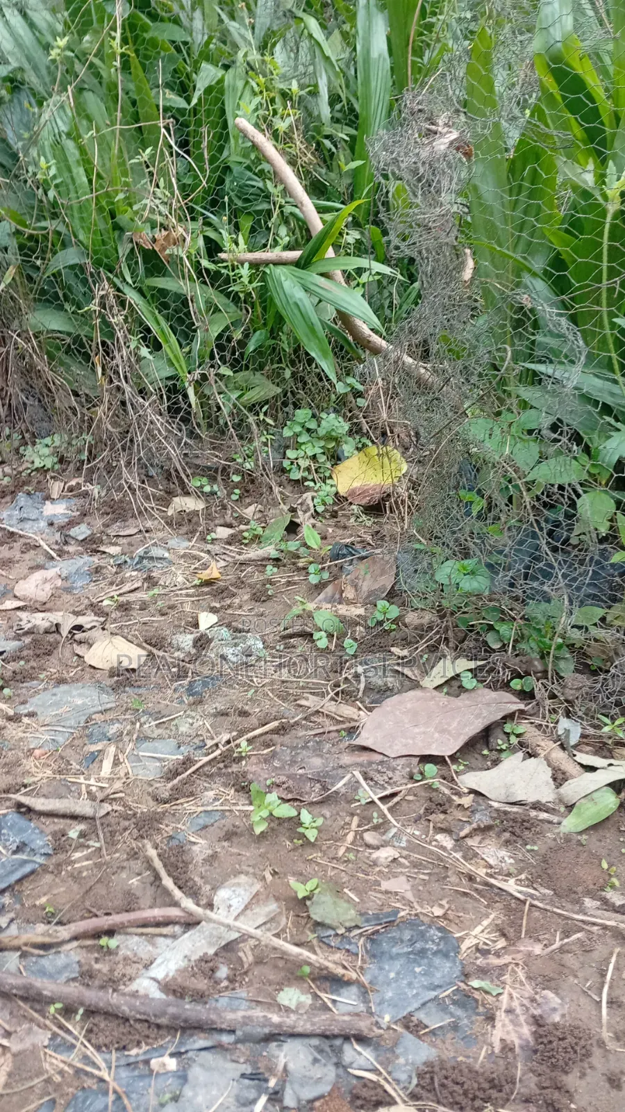 Hybrid Tenera Oil Palm Seedlings