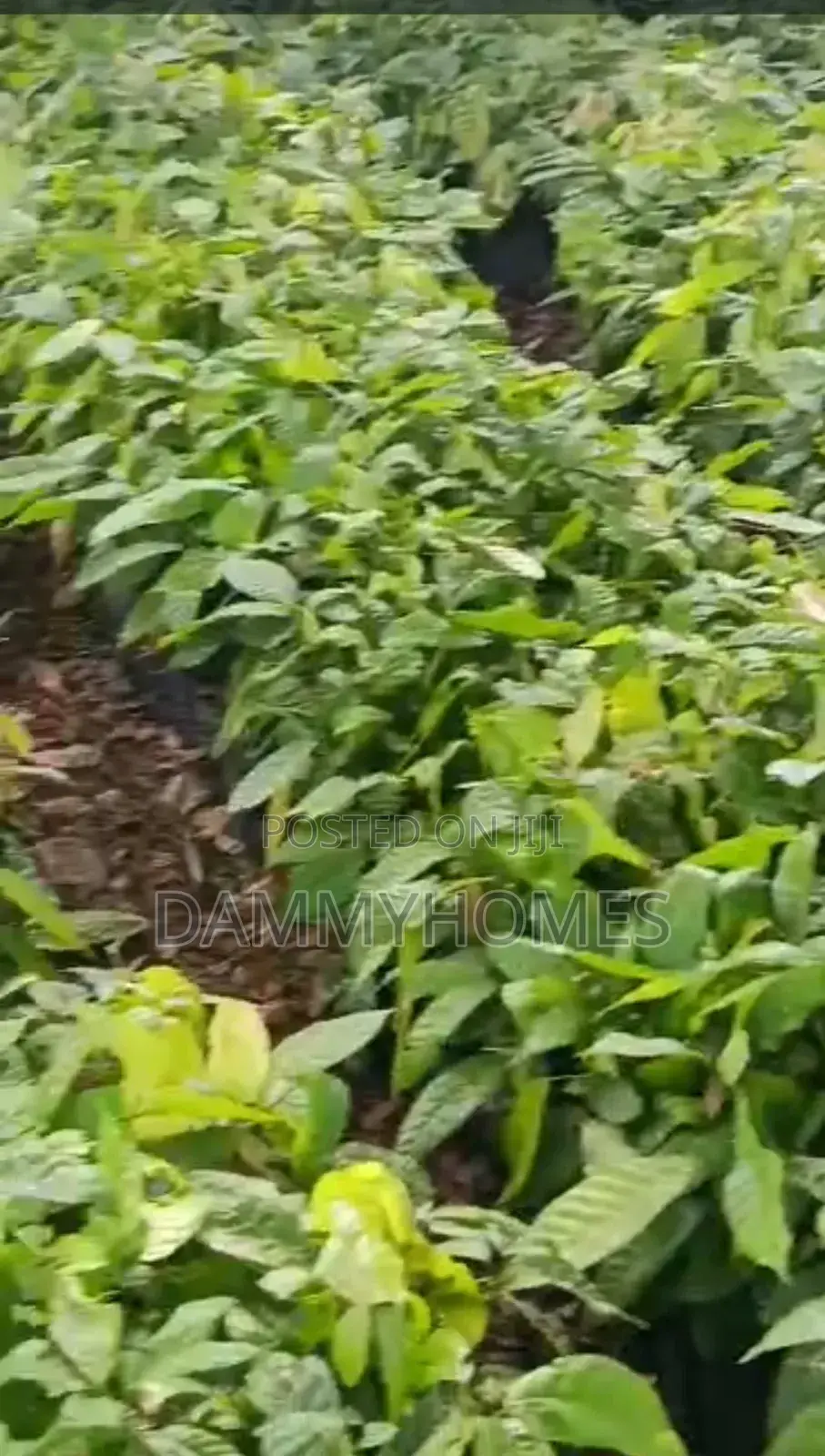 Owo Cocoa Farm and Resort