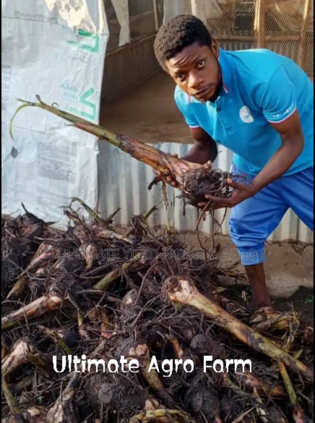 Fast-Growing Hybrid Giant Plantain Suckers Available