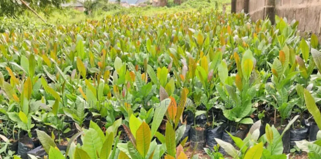 Premium Brazilian Jumbo Cashew Seedlings Available