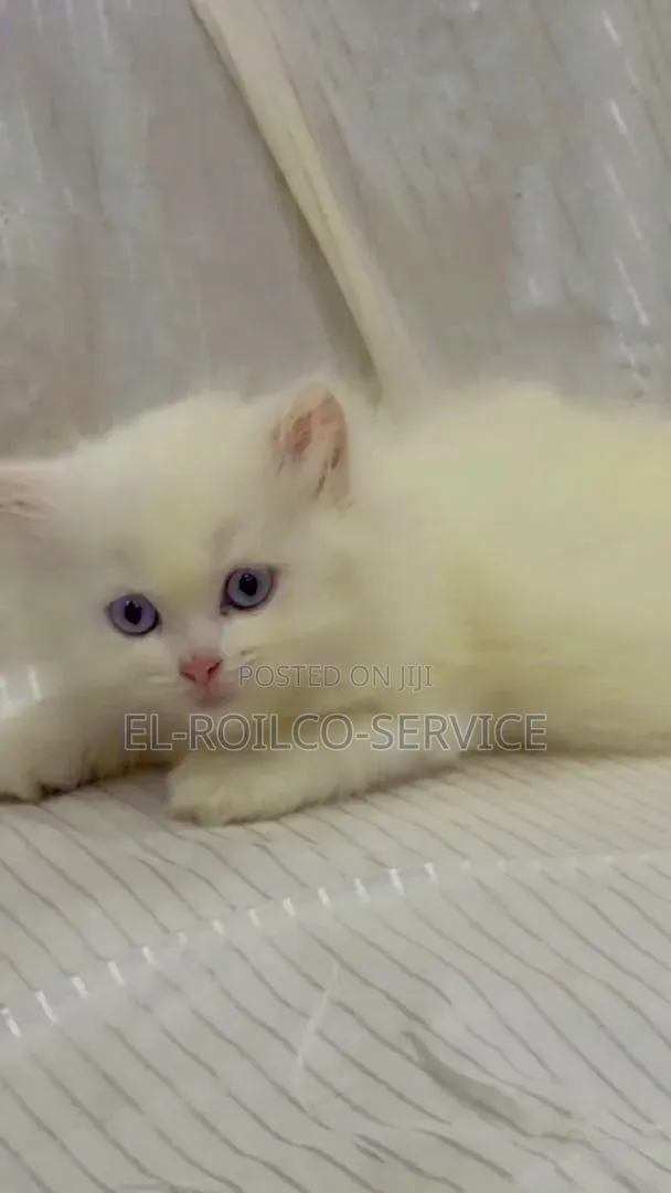 1-3 months Male Purebred Persian