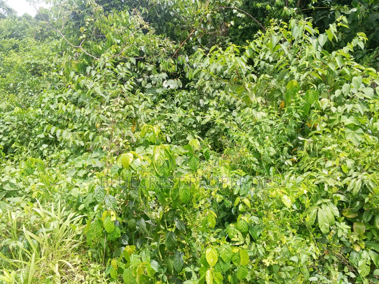 Plot Of Land For Sale