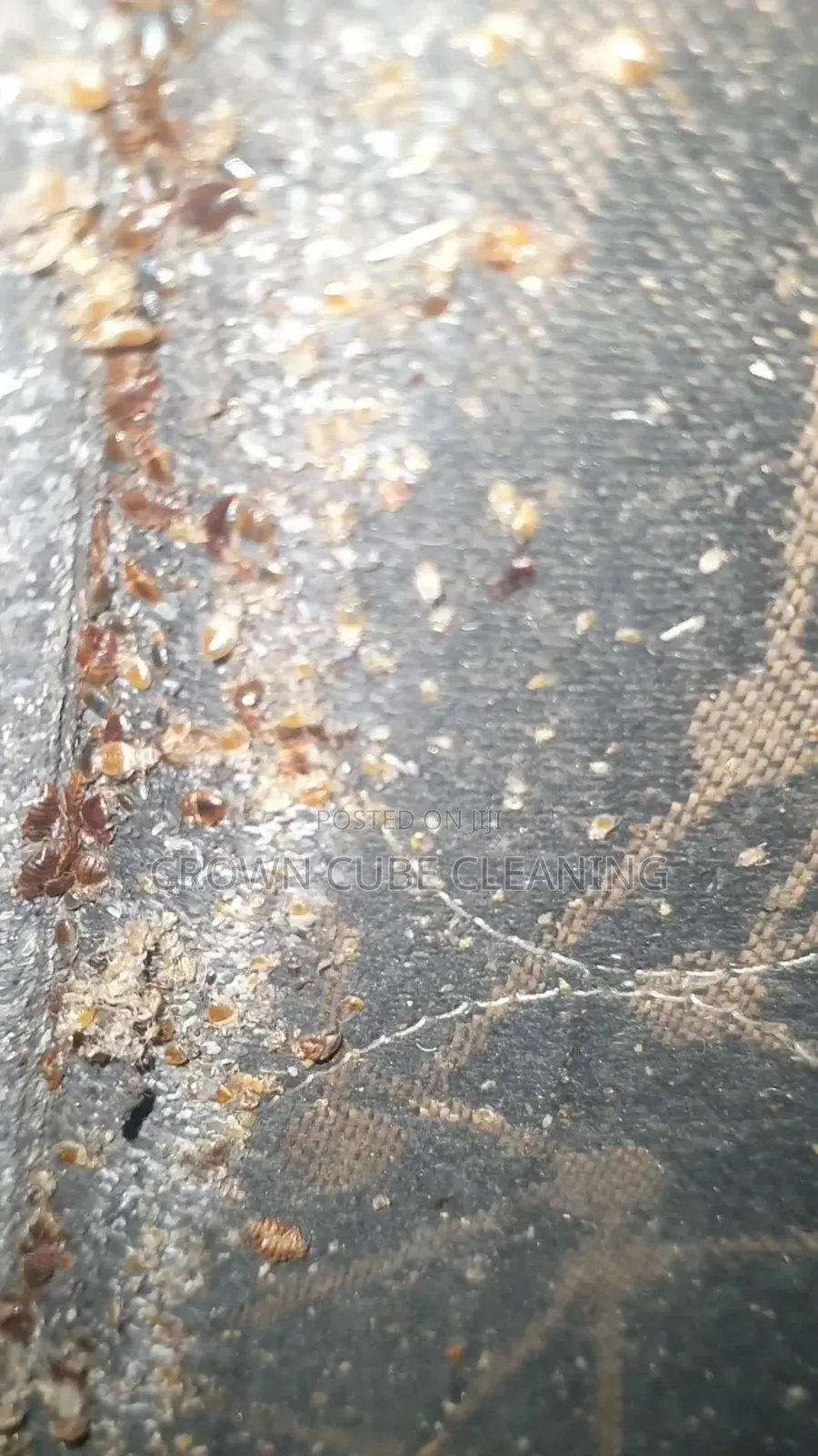 Affordable Fumigation Services in Ipaja