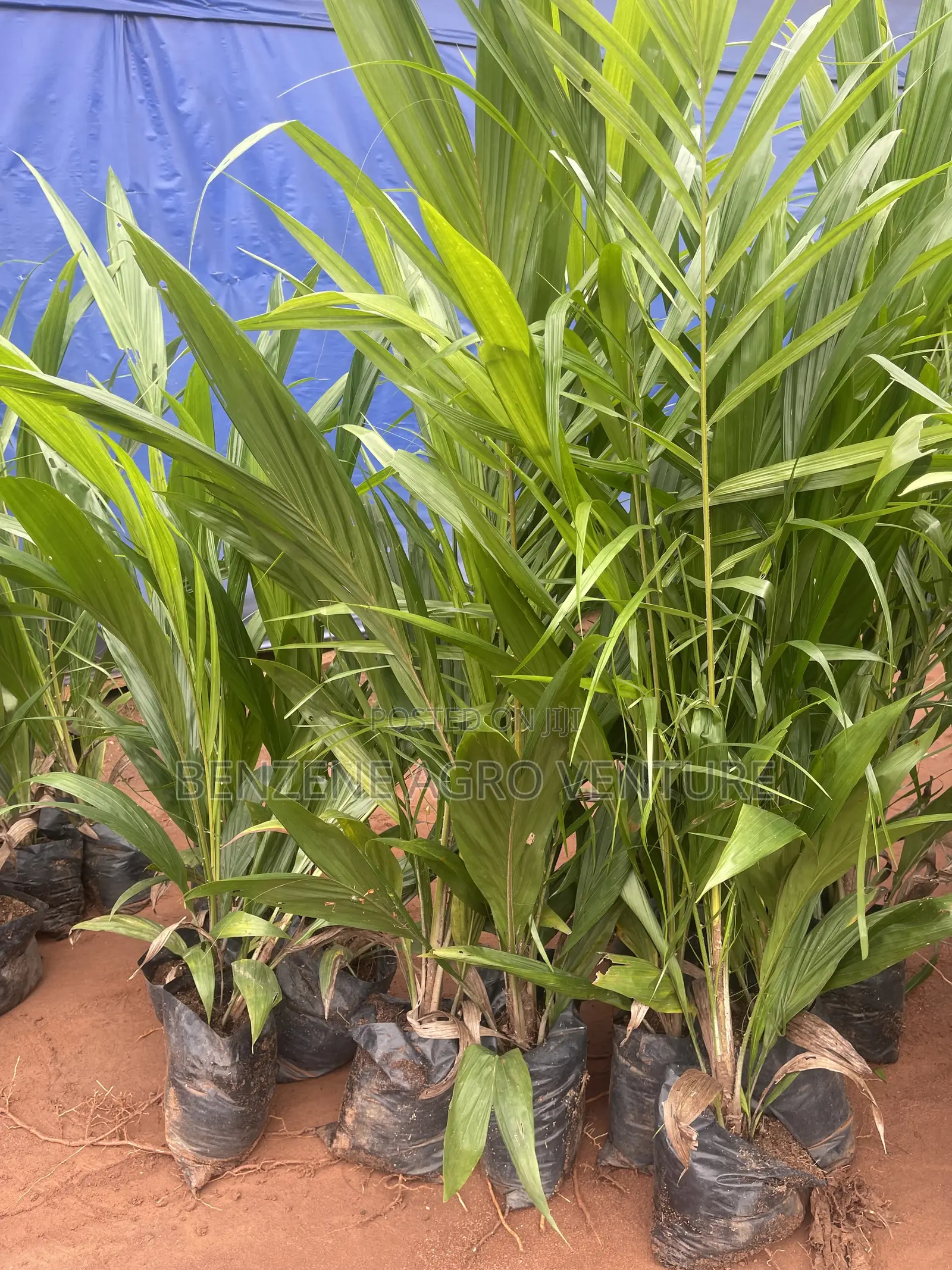 Palm Seedling Medium Bags