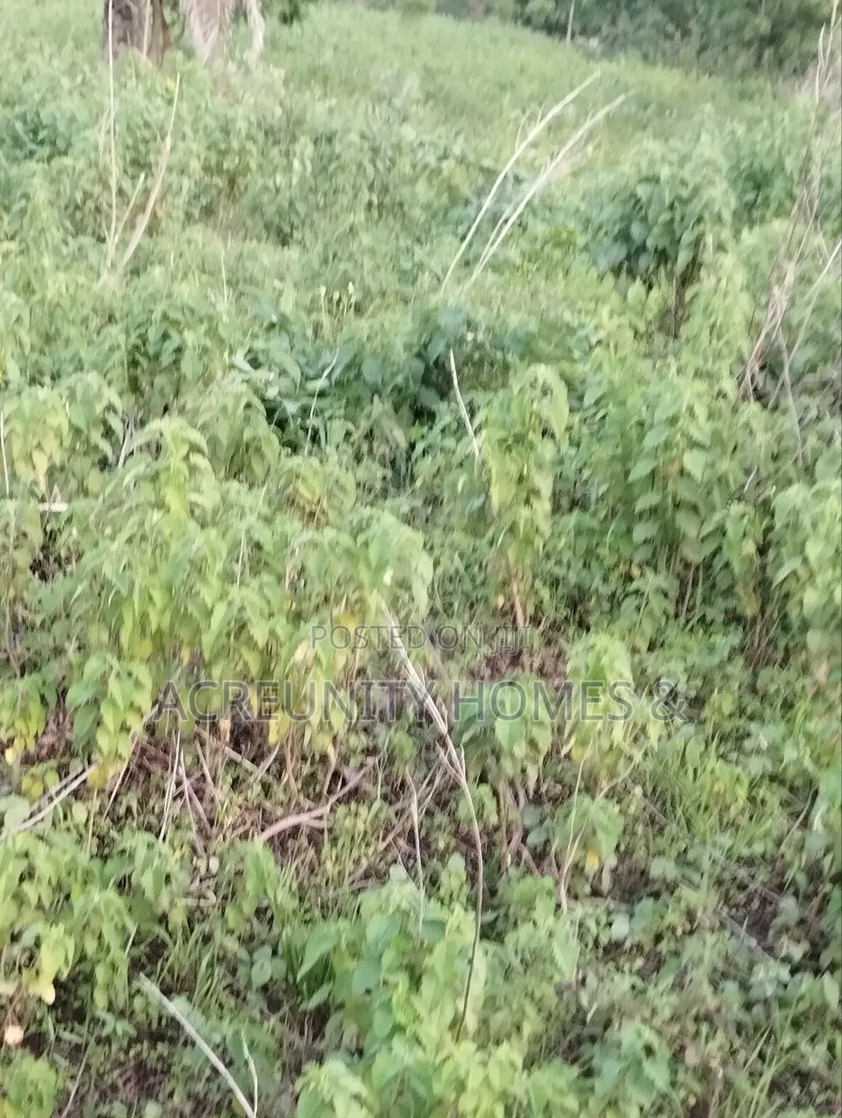 6 Acres of Fertile Farmland Available at Odooto Off Iseyin Okeho Road