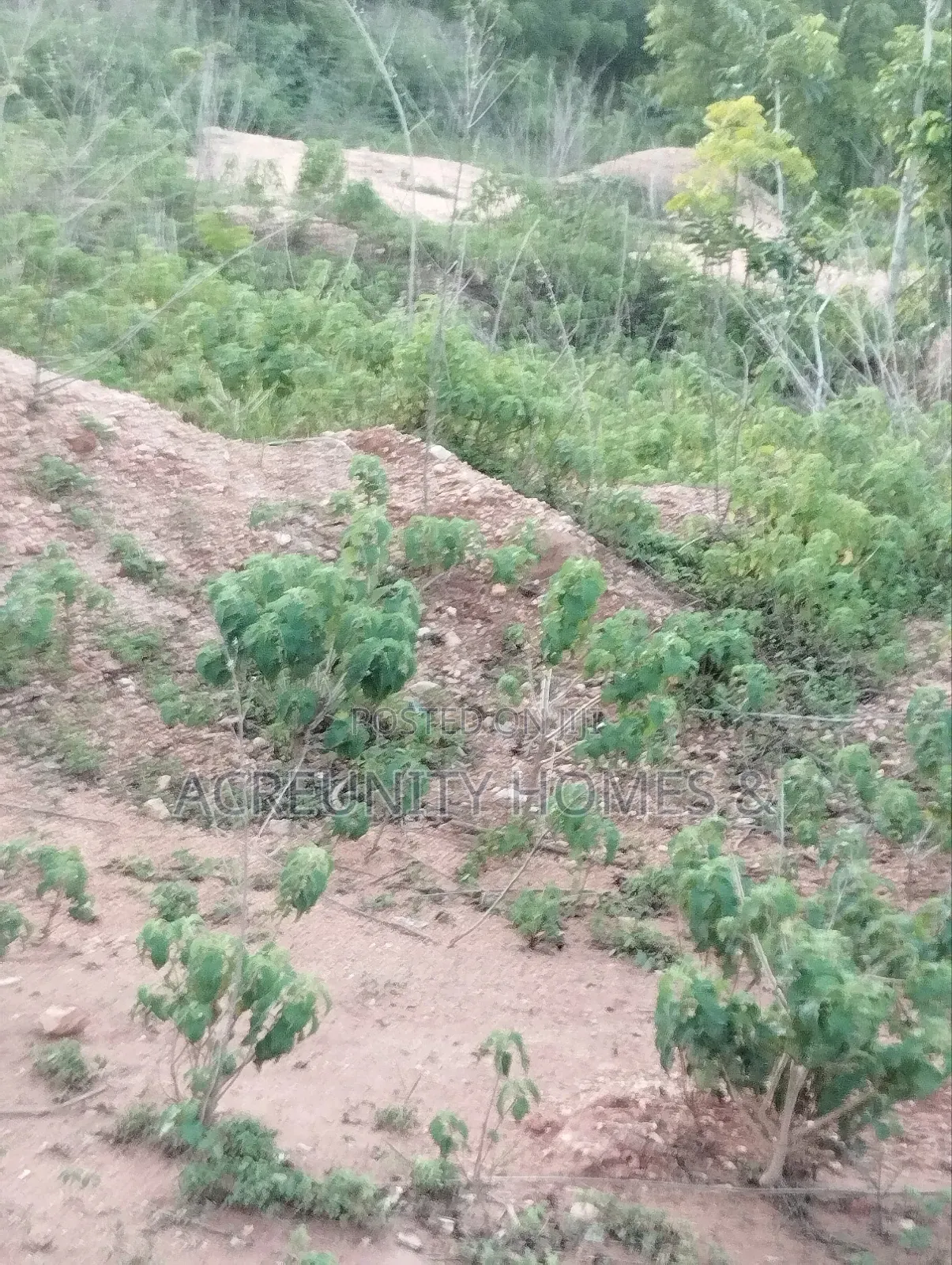 6 Acres of Fertile Farmland Available at Odooto Off Iseyin Okeho Road