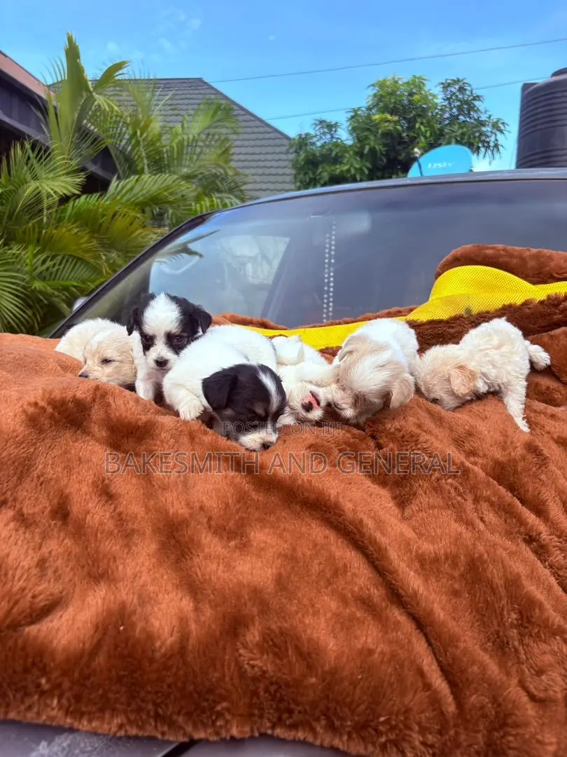 1-3 months Female Purebred Lhasa Apso