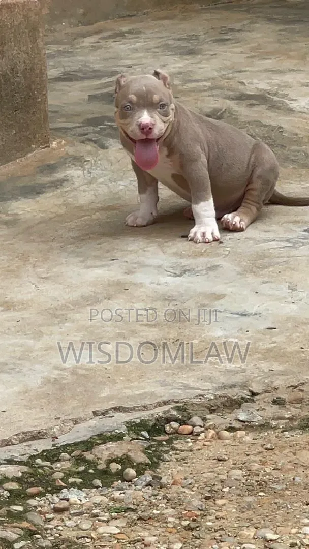 1-3 months Male Purebred American Bully