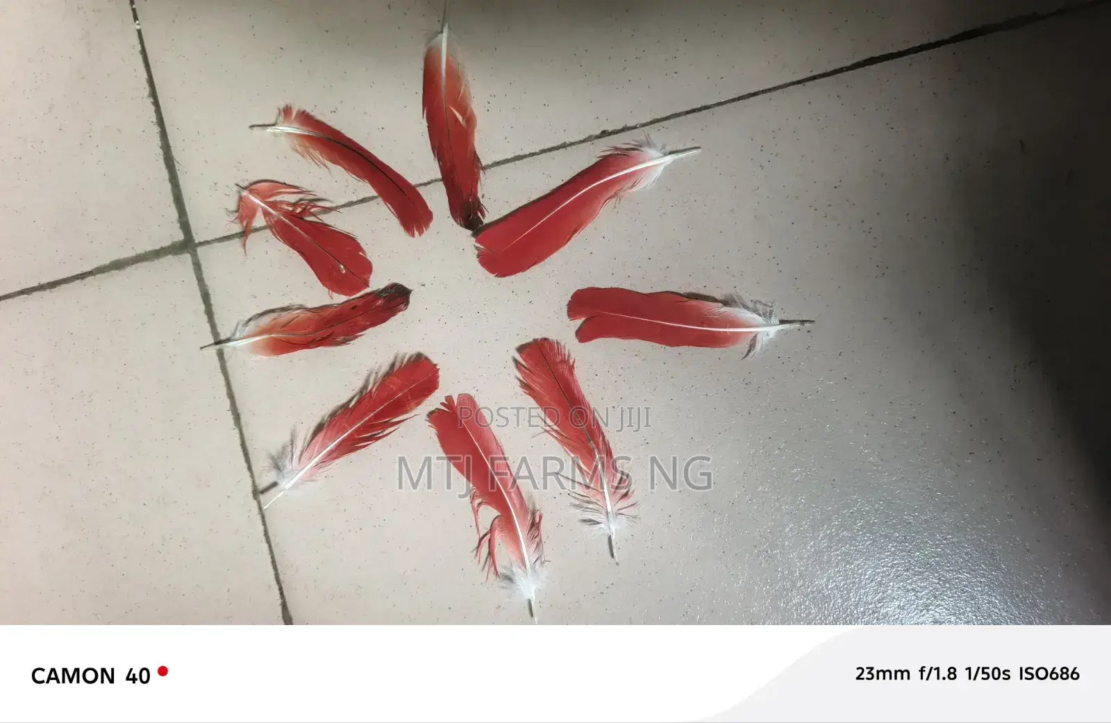 Parrot Feathers (Ikode)