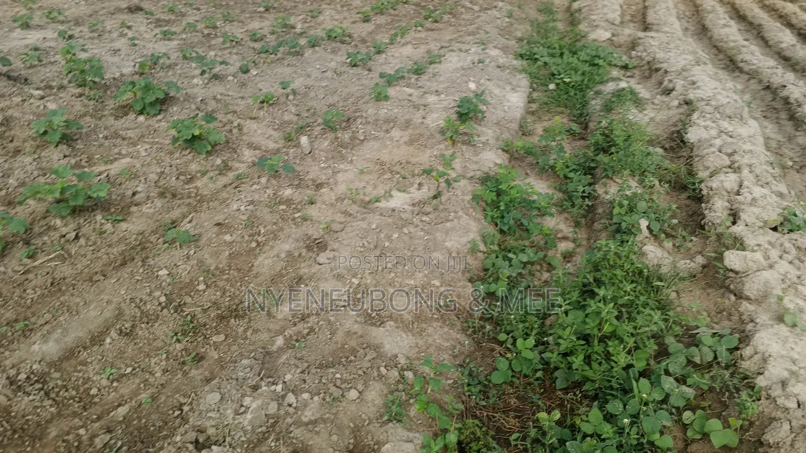 Virgin Land Behind Becky 2 Estate for Sale