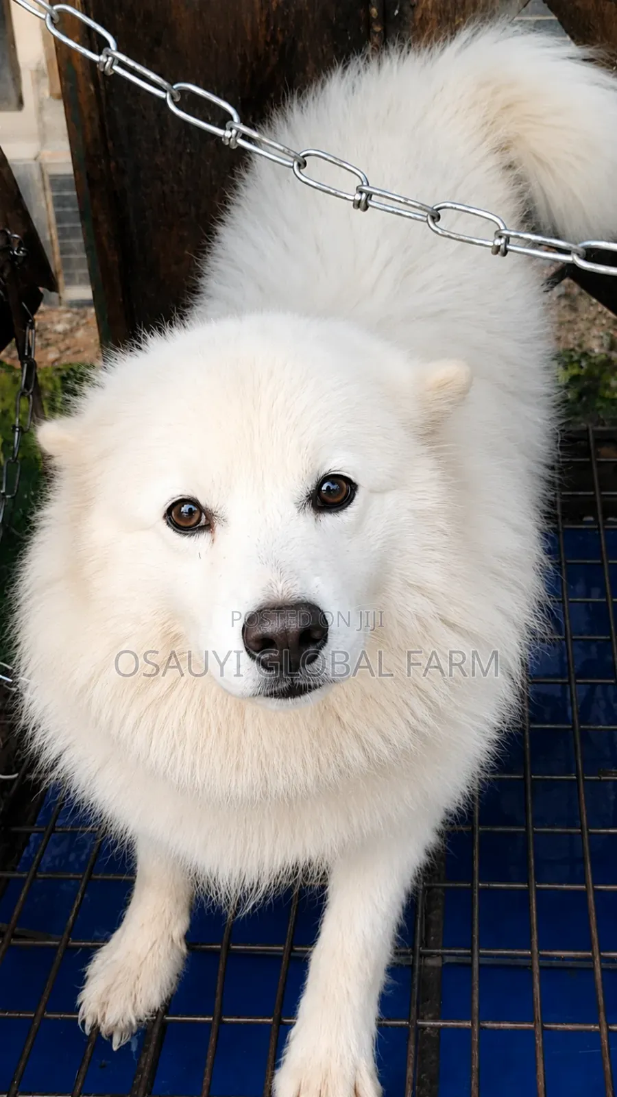 American Eskimo Stud Service