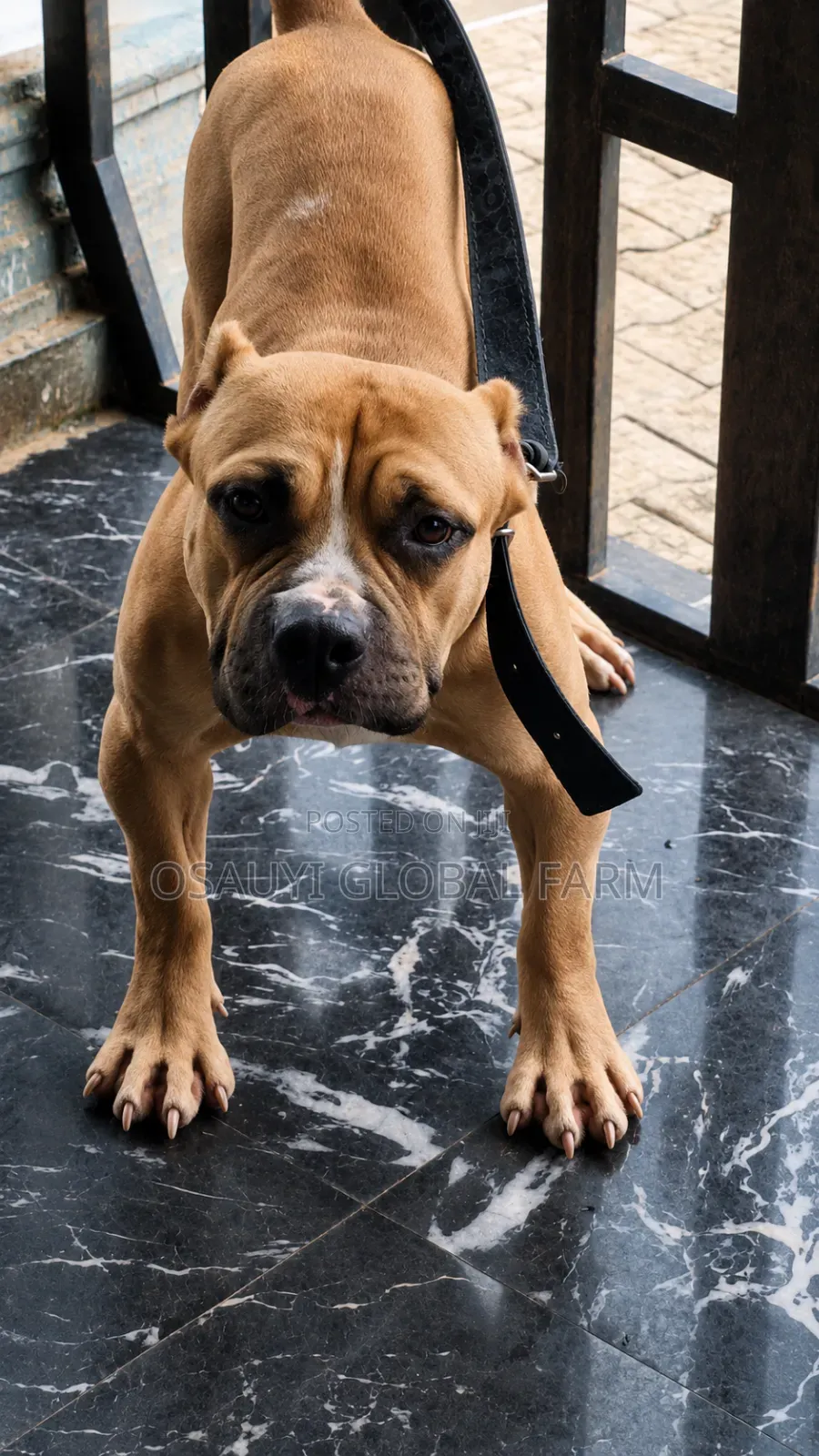American Xl American Bully Stud Service