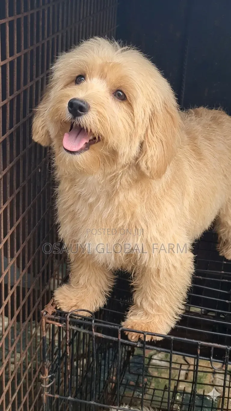 Lhasa Apso Stud Service