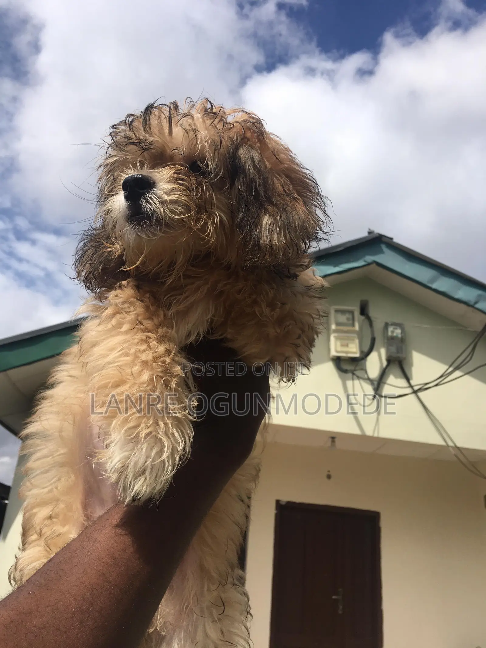 1-3 months Male Purebred Lhasa Apso