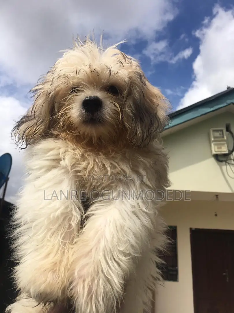 1-3 months Male Purebred Lhasa Apso