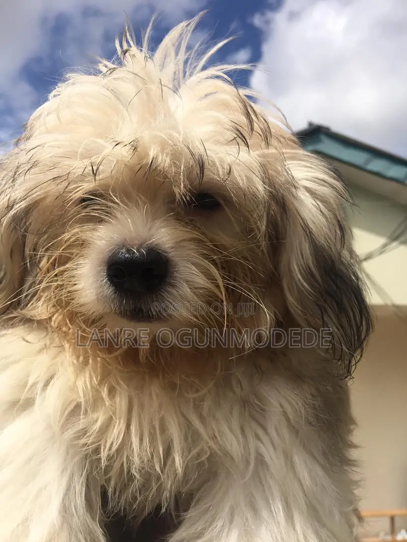 1-3 months Male Purebred Lhasa Apso