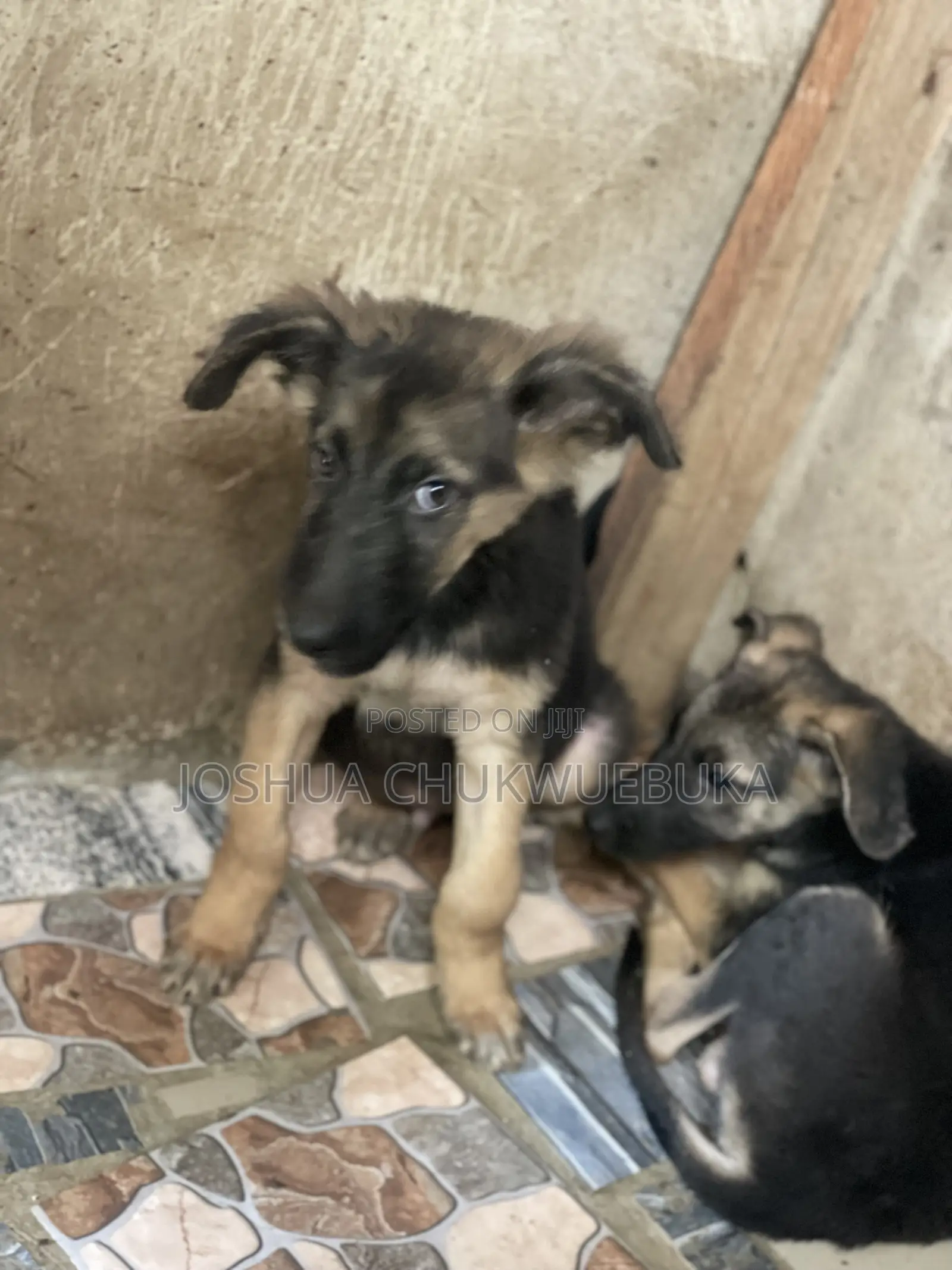 1-3 months Male Purebred German Shepherd