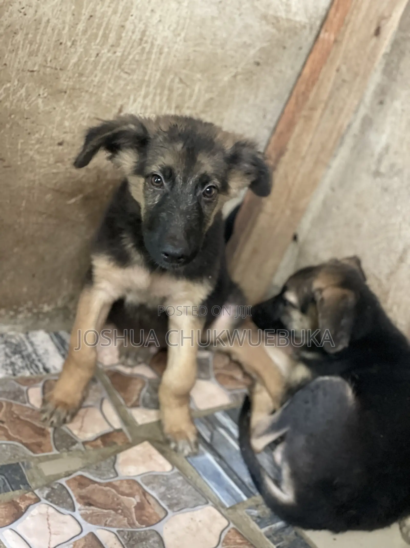 1-3 months Male Purebred German Shepherd