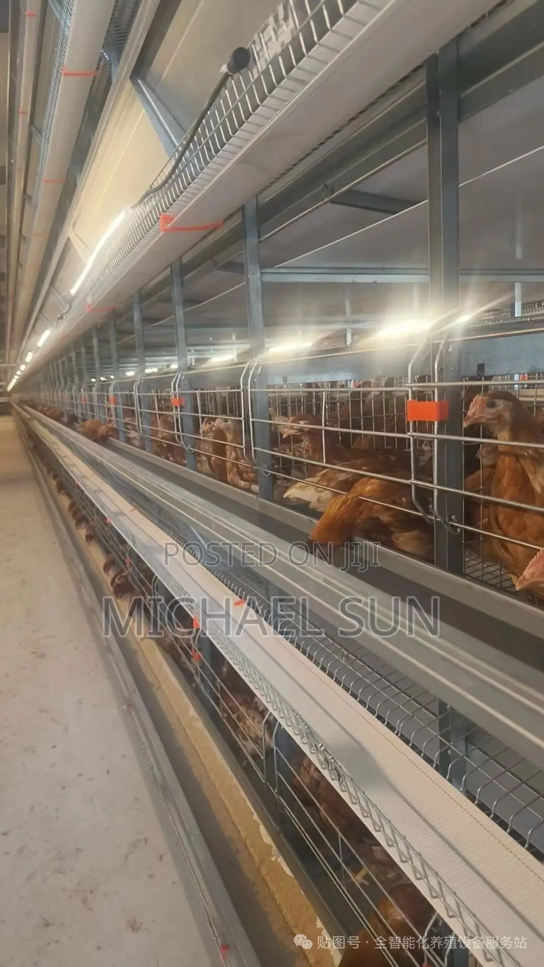 Poultry Farming Cages Battery Cage Layer Hens