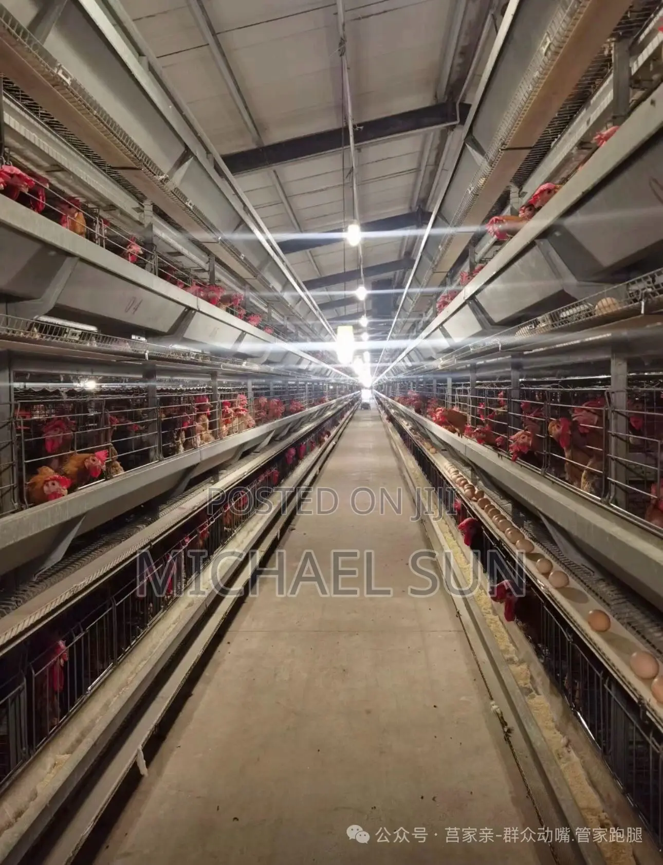 Poultry Farming Cages Battery Cage Layer Hens