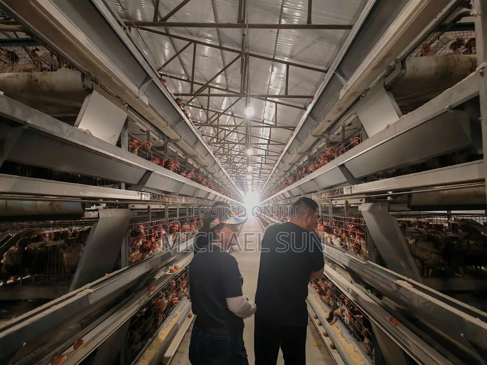 Poultry Farming Cages Battery Cage Layer Hens