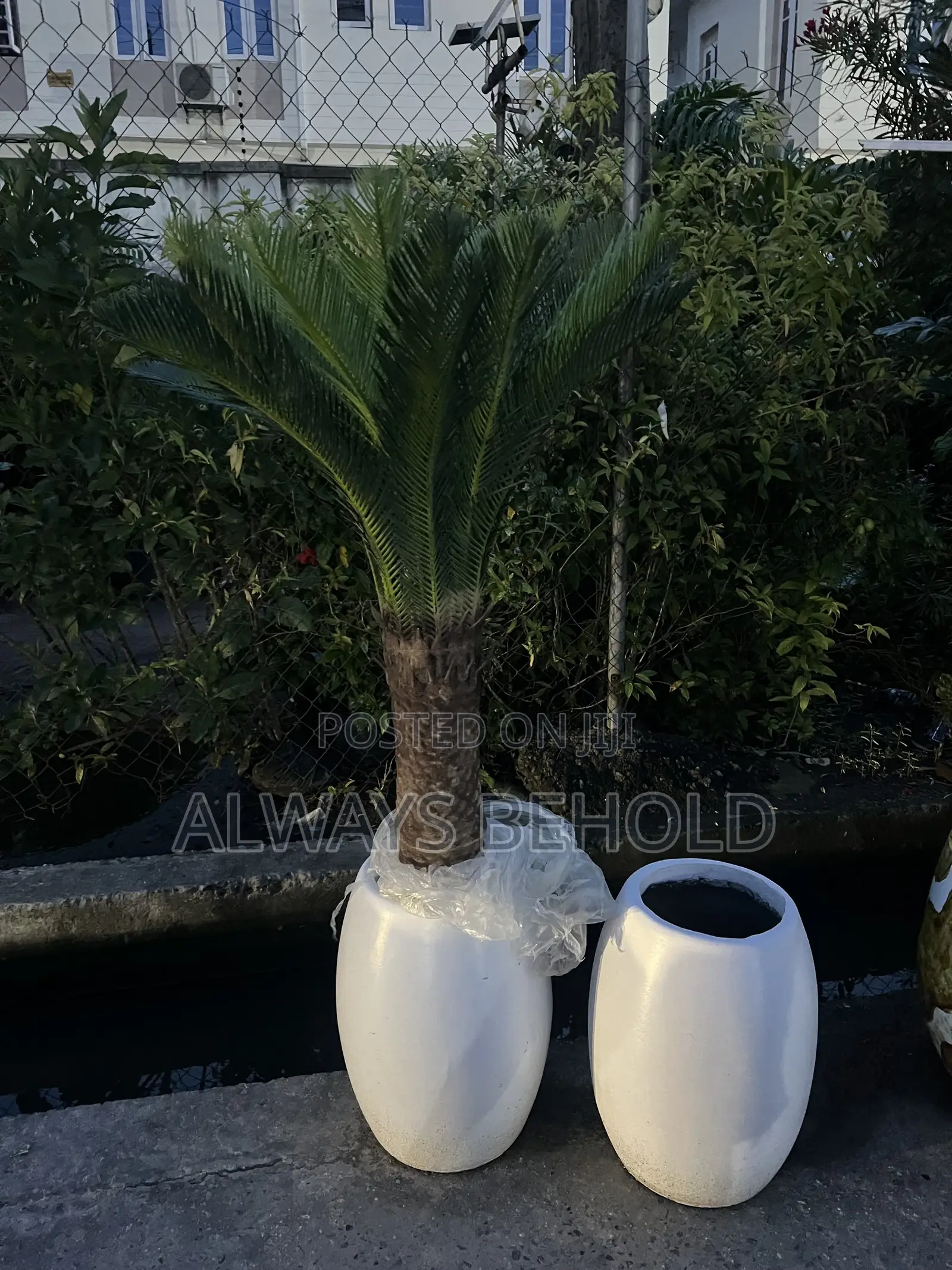 Artificial Cycad Palms