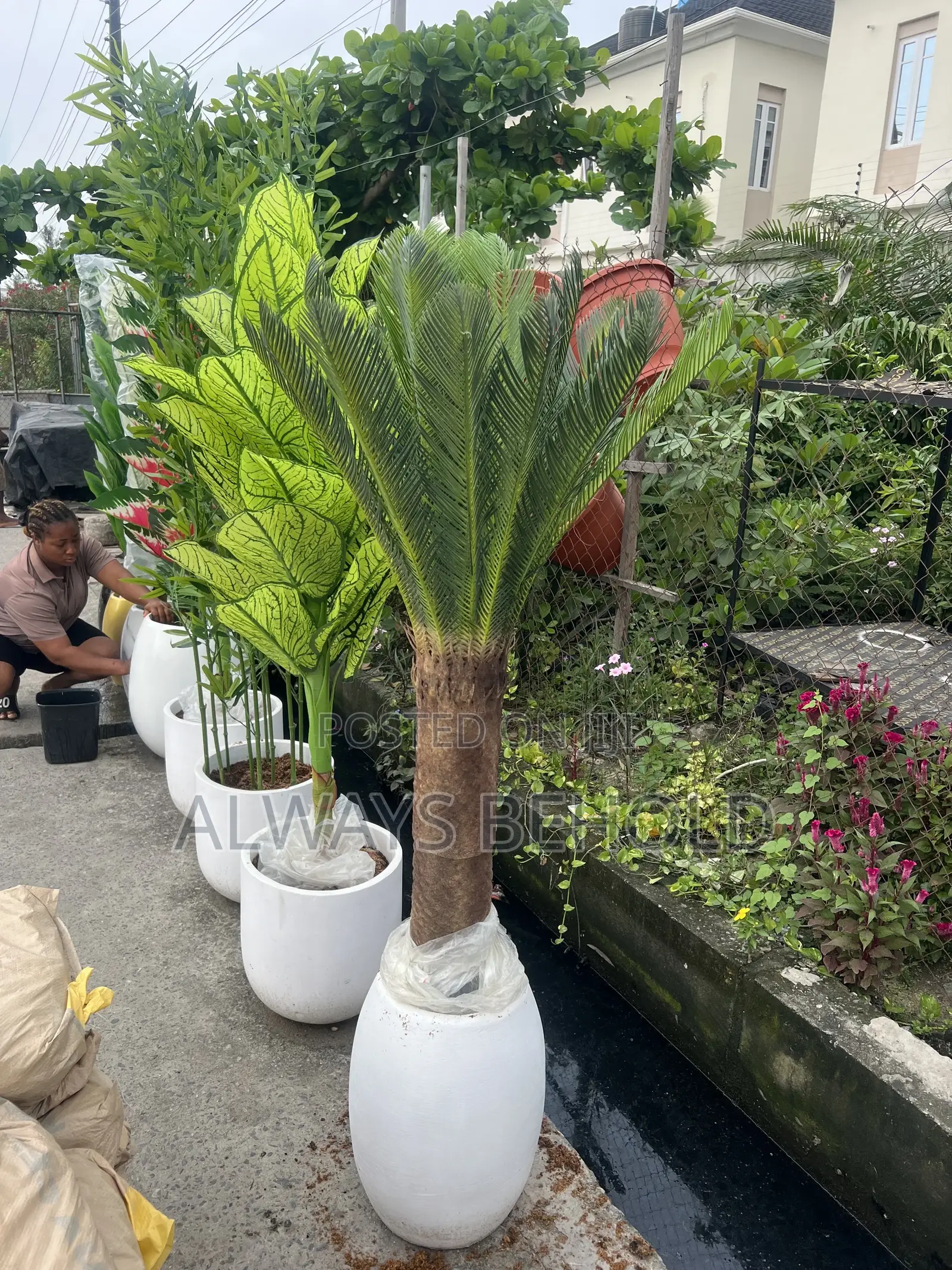 Artificial Cycad Palms