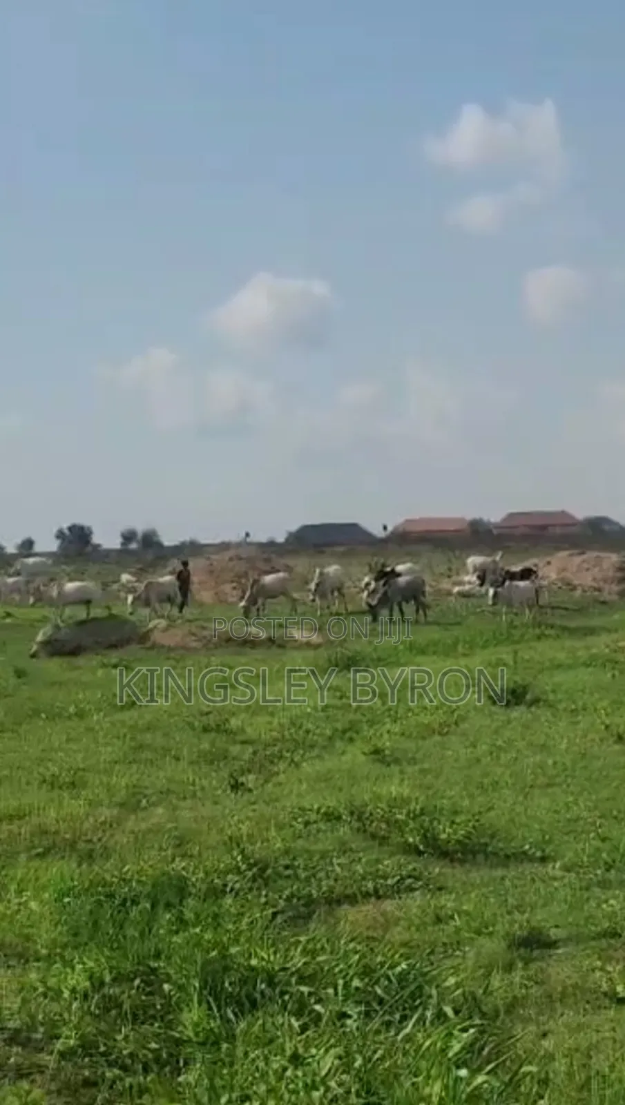 Direct Massive 100 Hectares for Outright Sales