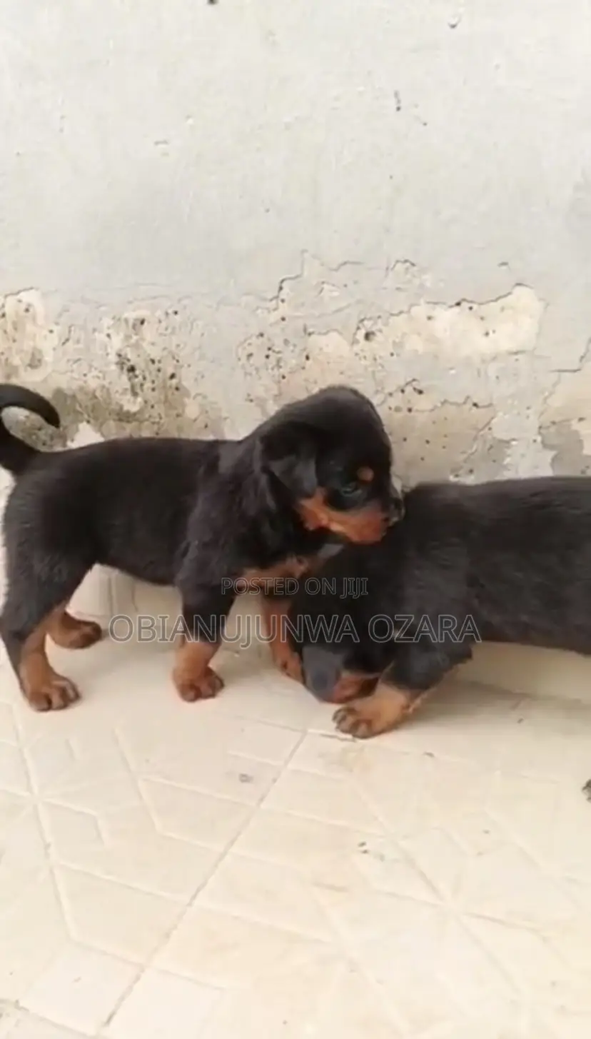 1-3 months Female Purebred Rottweiler