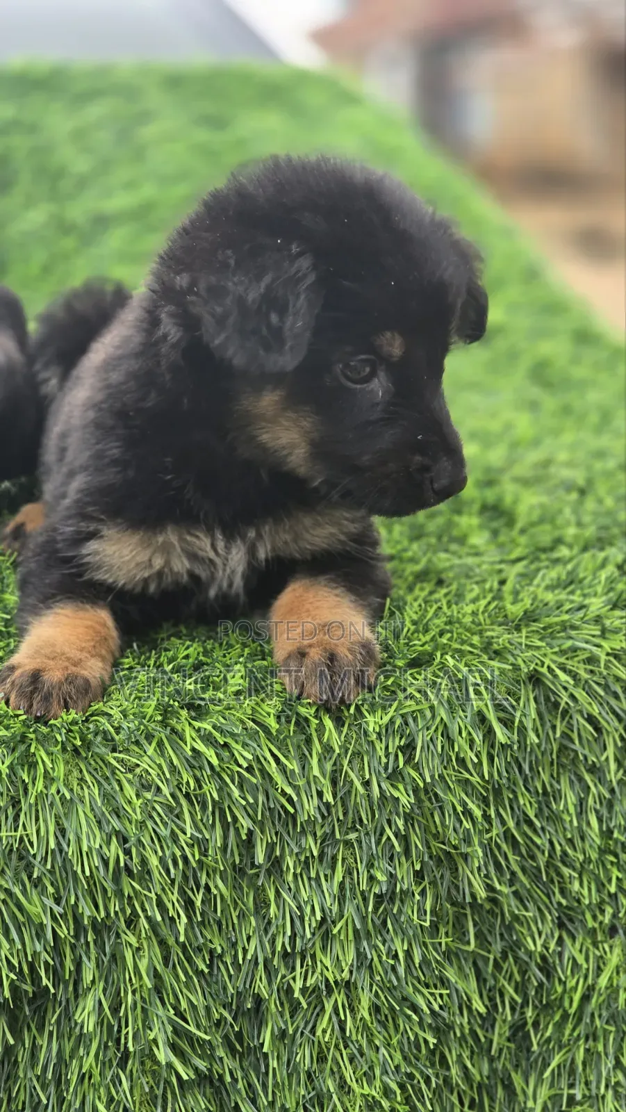 1-3 months Female Purebred German Shepherd