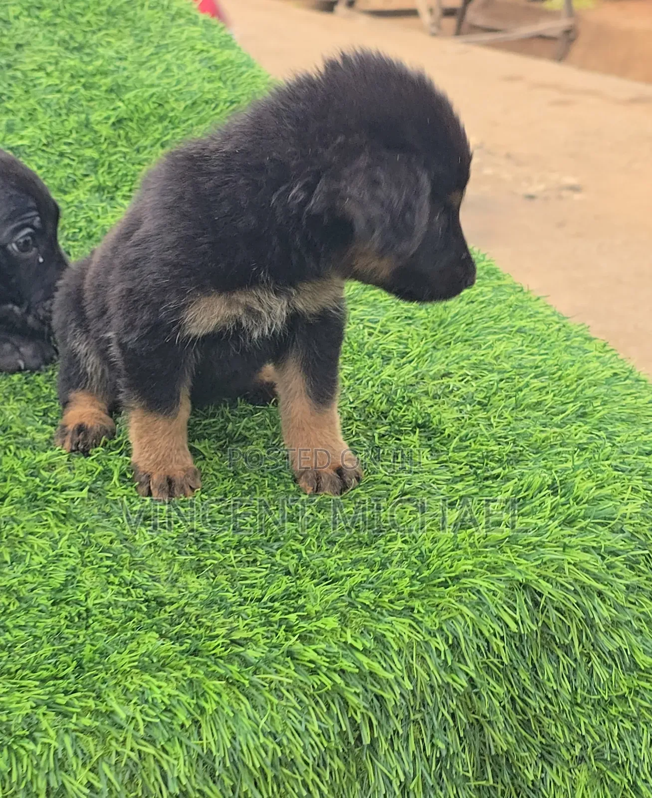 1-3 months Female Purebred German Shepherd
