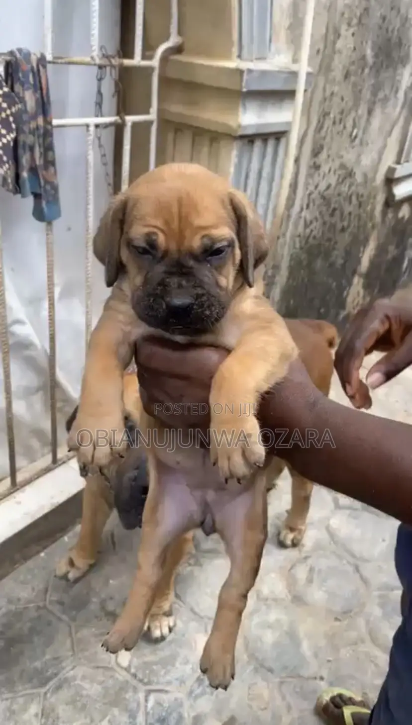 1-3 months Female Purebred Boerboel