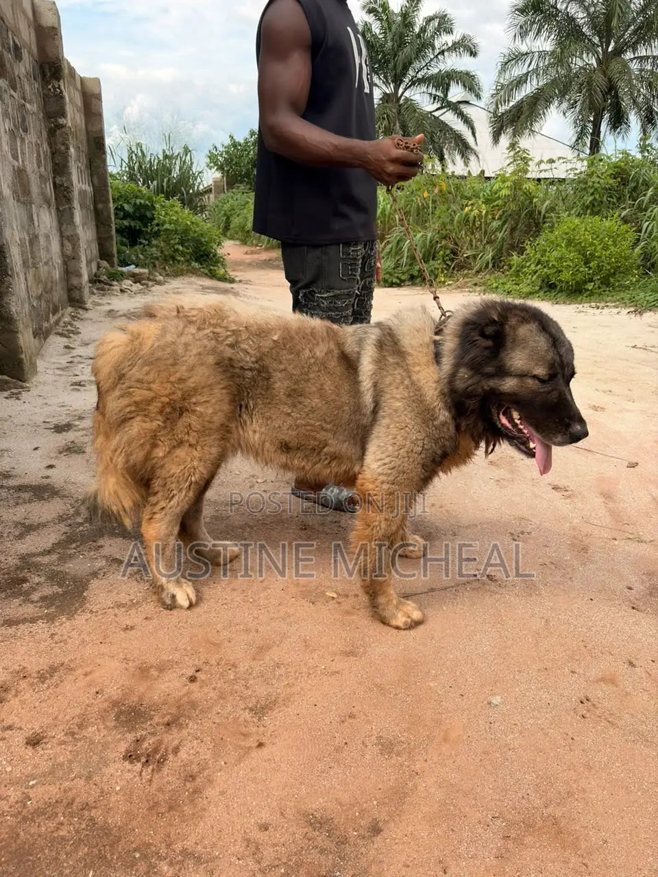 1+ year Female Purebred Caucasian Shepherd