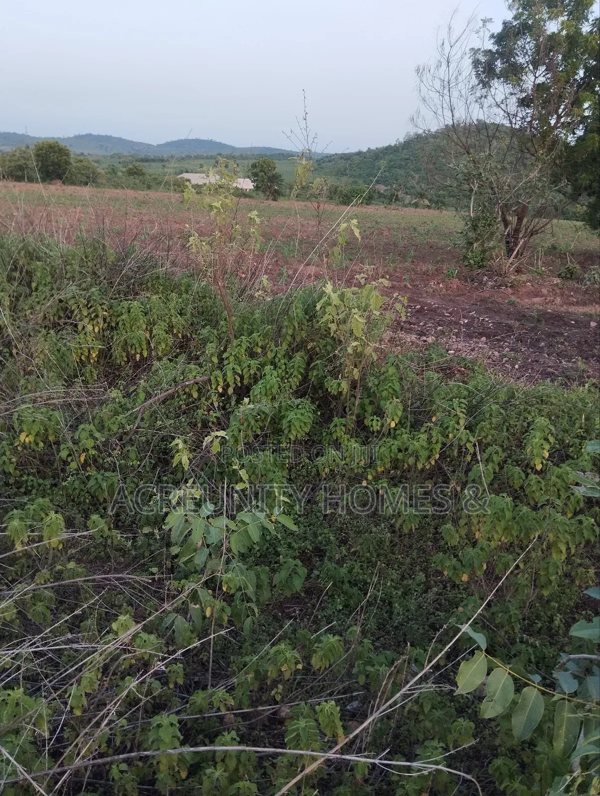 50 Acres of Prime Farmland for Sale – Iseyin, Oyo State