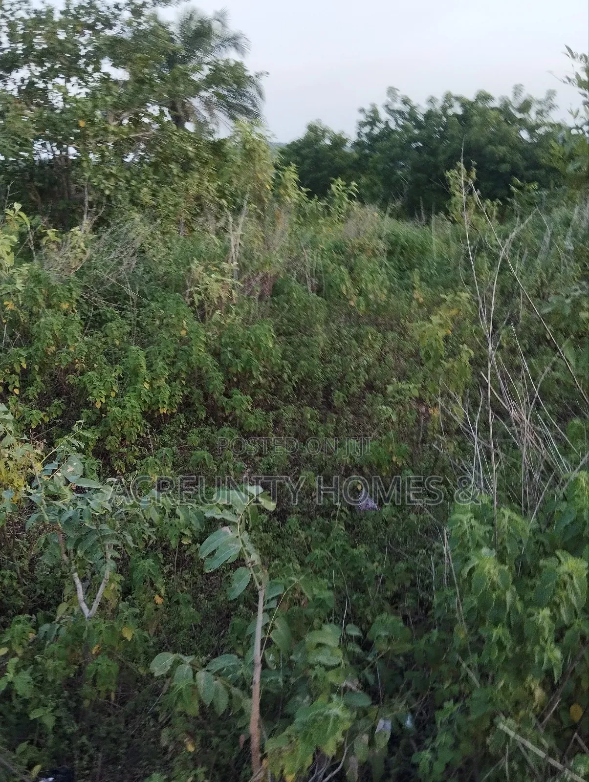 50 Acres of Prime Farmland for Sale – Iseyin, Oyo State