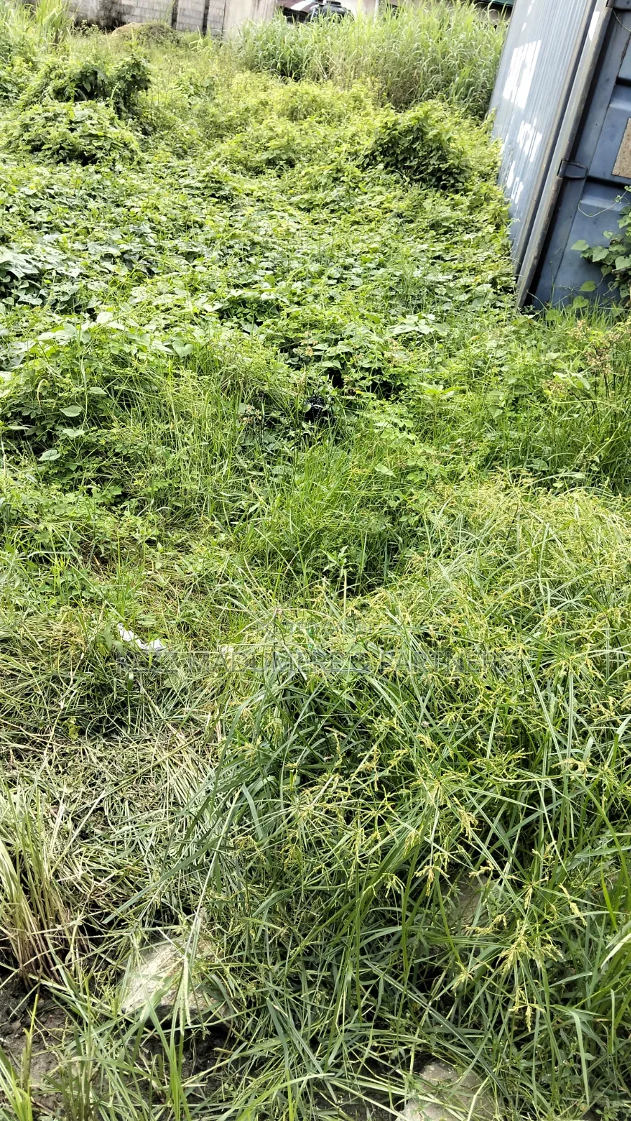 For Sale : 200 Plots Behind Salvation Ministries H/Quarters Igwuruta