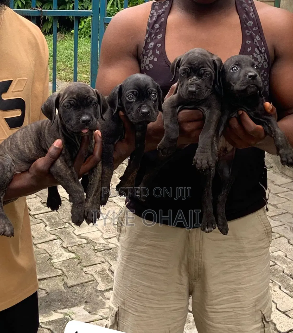 1-3 months Female Purebred Cane Corso