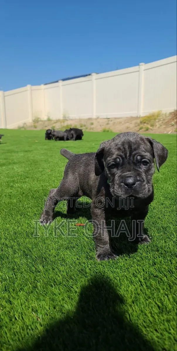1-3 months Female Purebred Cane Corso