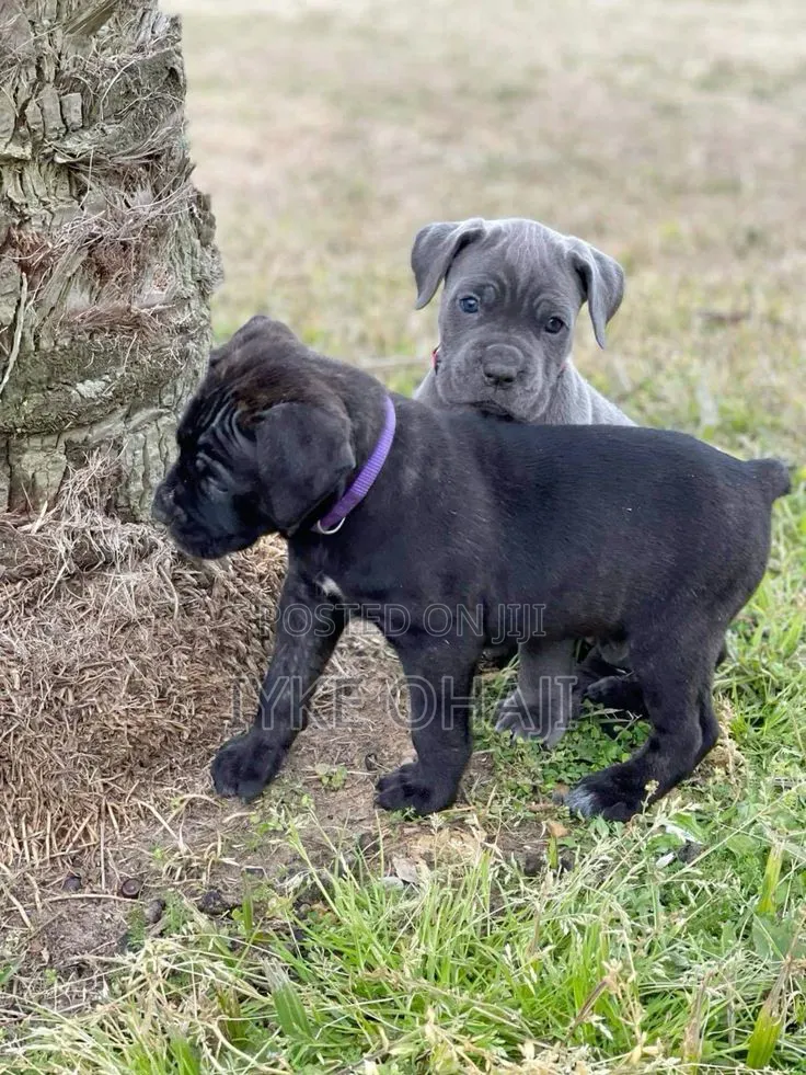 1-3 months Female Purebred Cane Corso