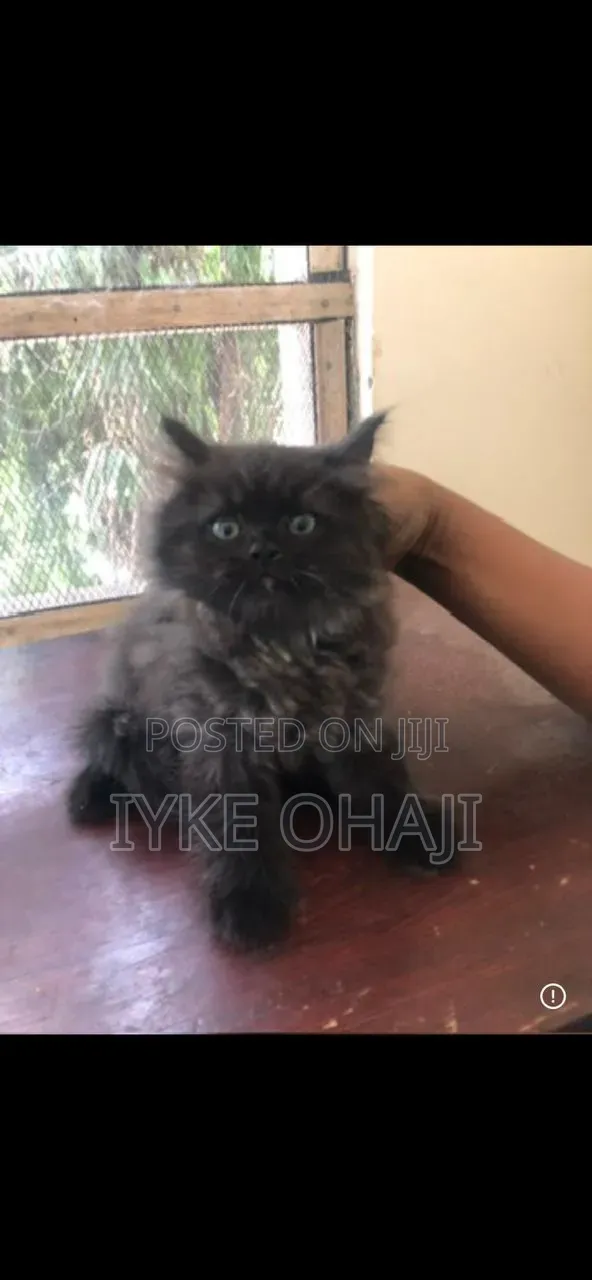 1-3 months Female Purebred Persian