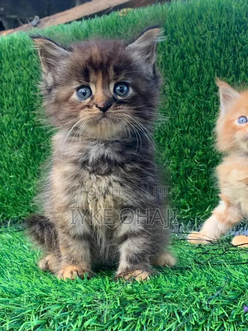 1-3 months Female Purebred Persian