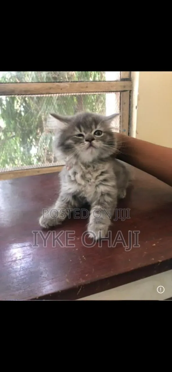 1-3 months Female Purebred Persian