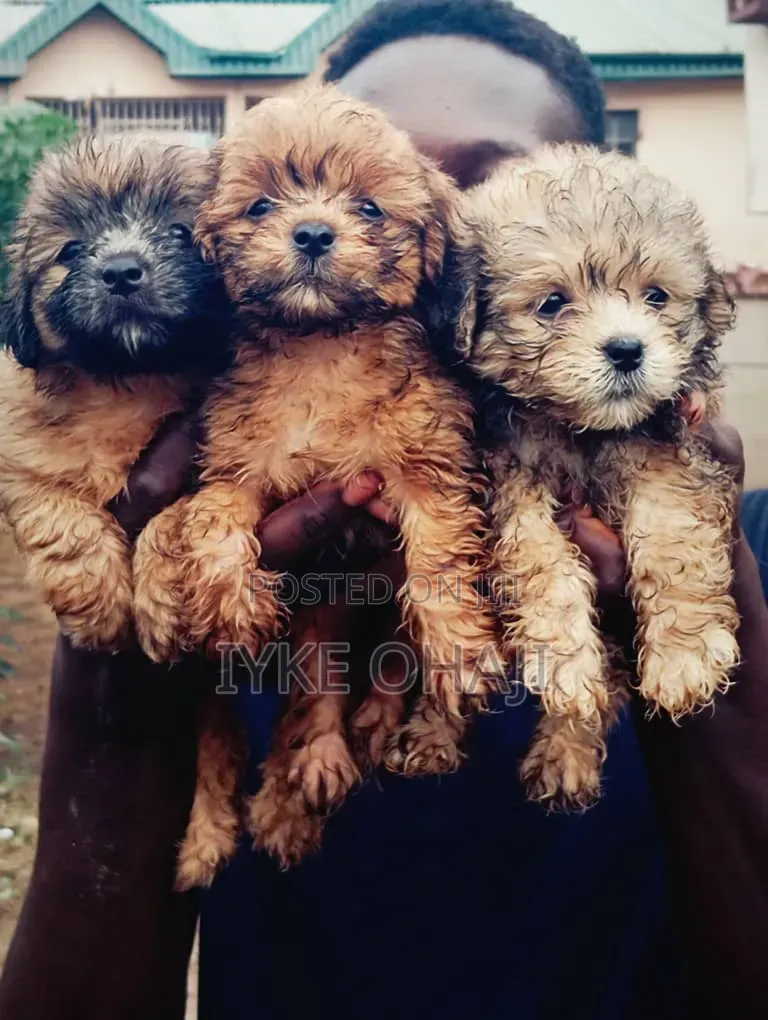 1-3 months Male Purebred Lhasa Apso