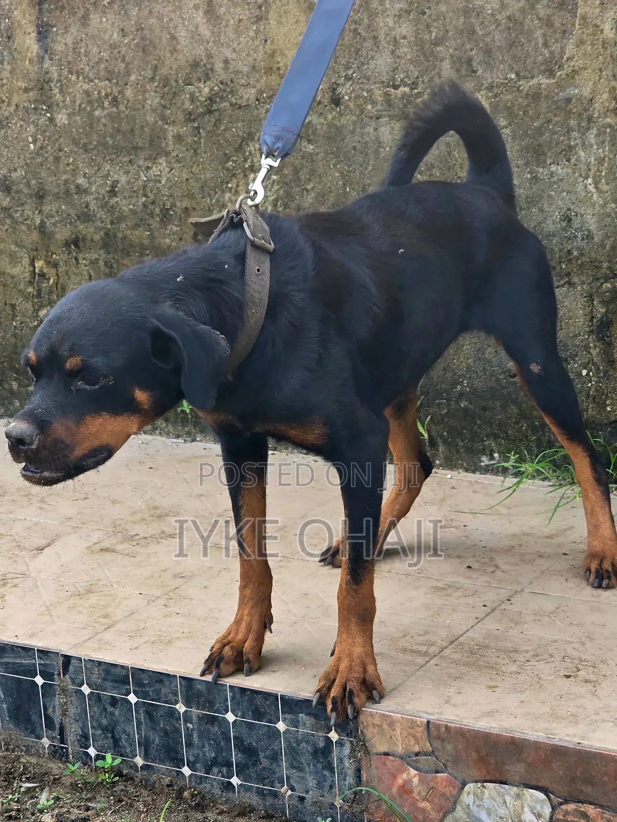 6-12 months Female Purebred Rottweiler