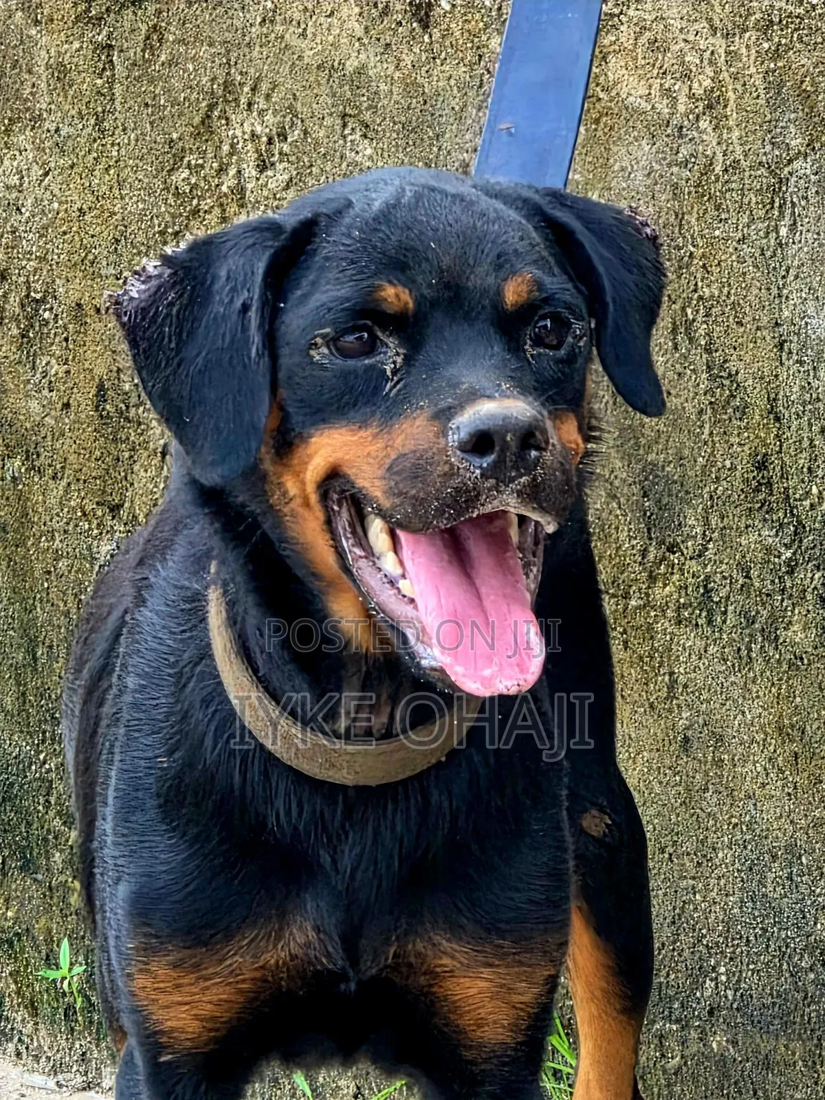 6-12 months Female Purebred Rottweiler