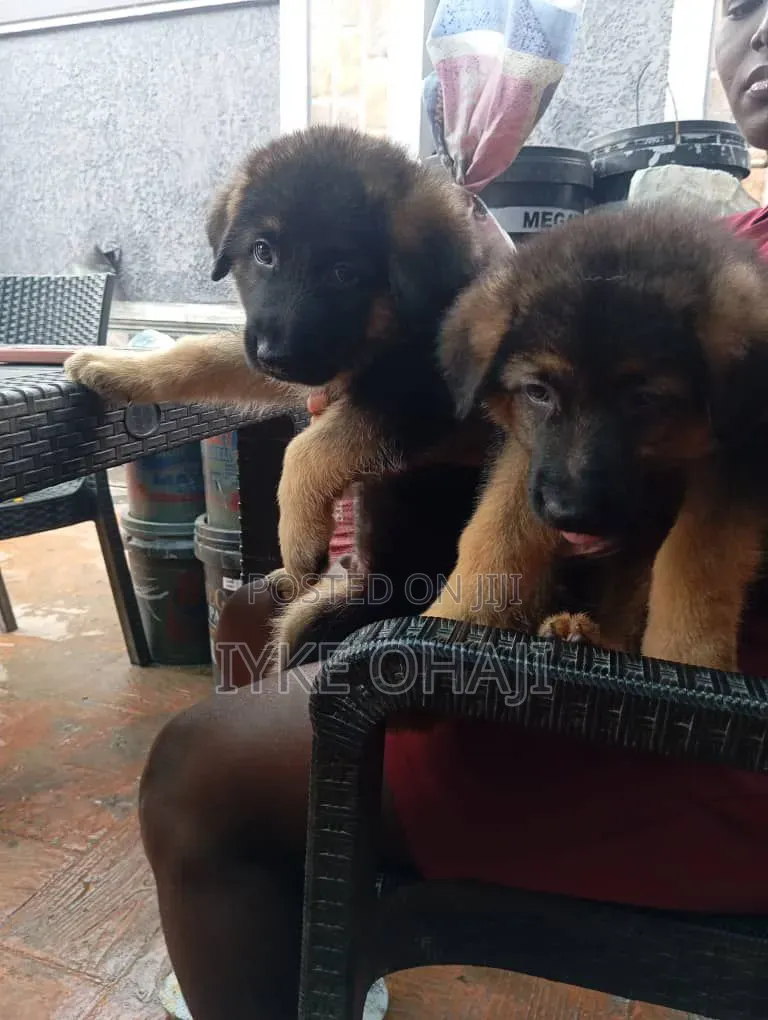 1-3 months Male Purebred German Shepherd