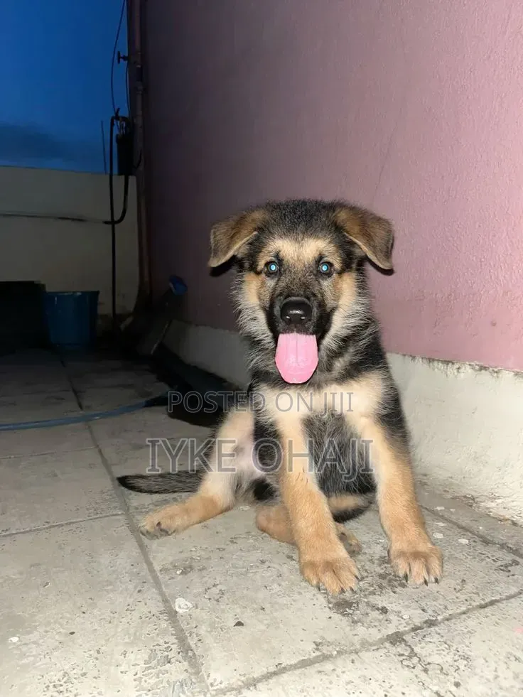 1-3 months Male Purebred German Shepherd
